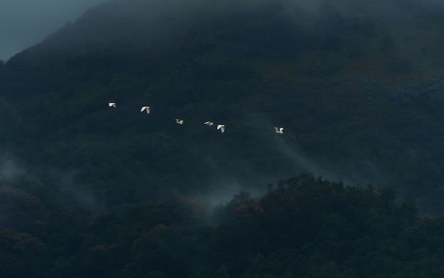 Garzette che volano nelle montagne nebbiose dei Ghati occidentali, distretto di Kanyakumari, India