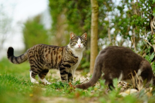 Gatti adorabili che giocano insieme nel campo erboso verde al tramonto