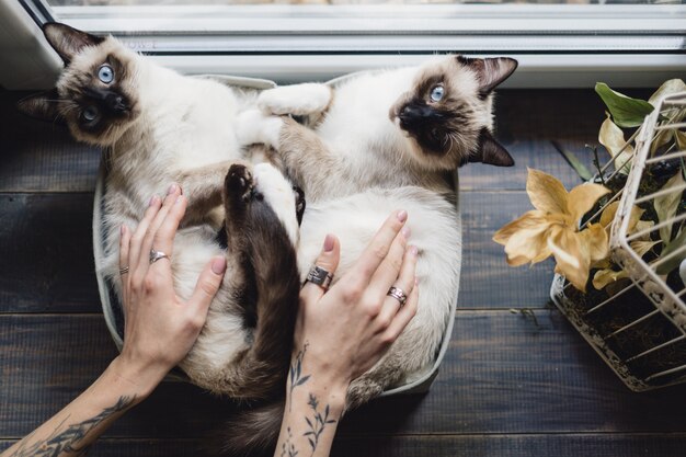 Gatti siamesi svegli che si trovano in scatole vicino alla finestra