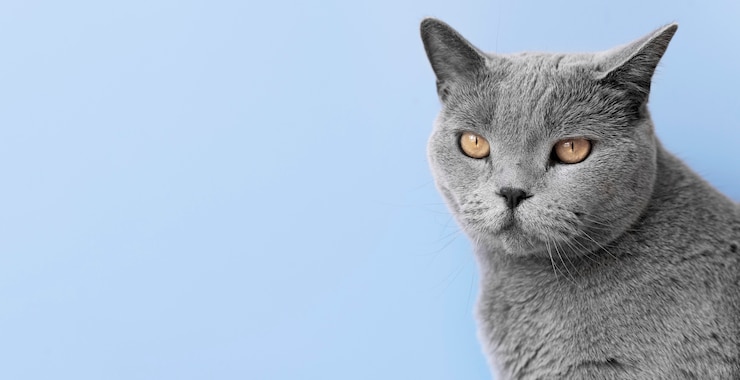 Foto gratuito gattina grigia con una parete monocromatica dietro di lei