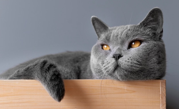 Gattino grigio con parete monocromatica dietro di lei