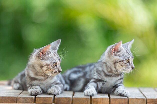 Gattino sveglio del gatto di shorthair americano nel giardino