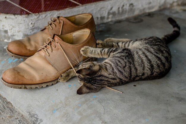 Gattino sveglio domestico che gioca con i lacci delle scarpe