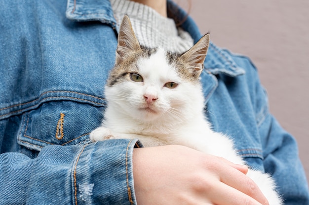 Gatto adorabile del primo piano curato dal proprietario