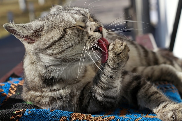 Gatto adulto grigio che lecca la sua zampa