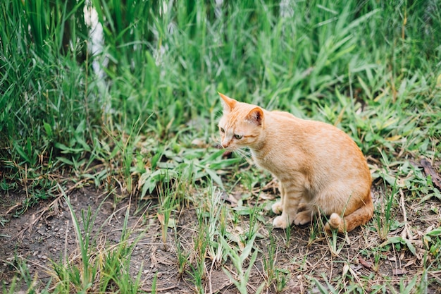 gatto arancione si siede e guardando qualcosa