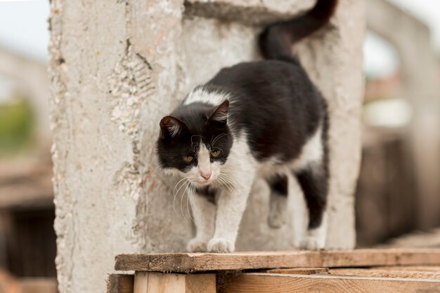 Gatto bianco e nero che cammina in un contadino