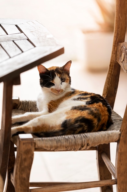 Gatto carino ad alto angolo sdraiato sulla sedia