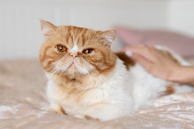 Gatto carino che accarezza la mano da vicino