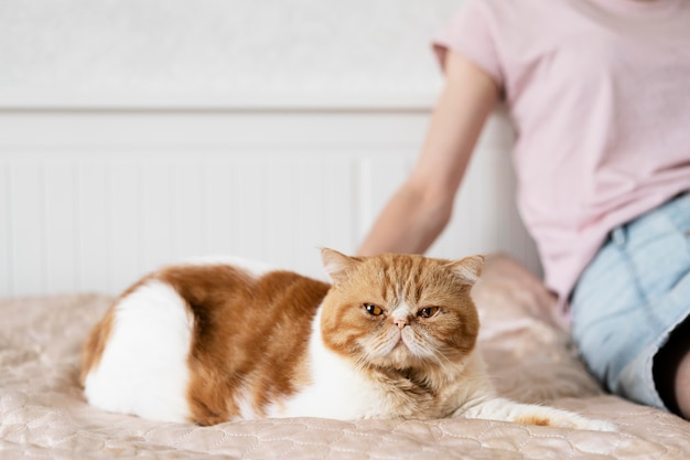 Gatto che accarezza la mano da vicino