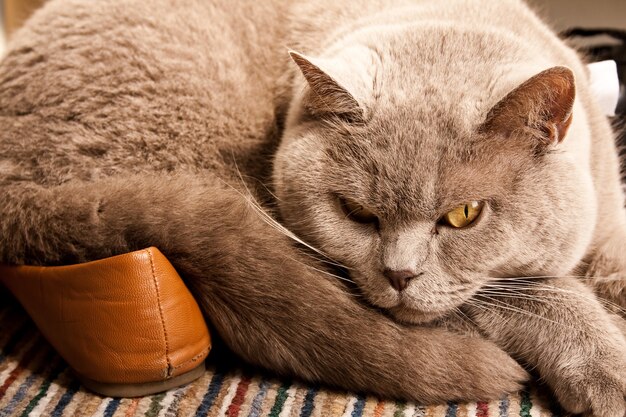 Gatto che dorme sulle scarpe