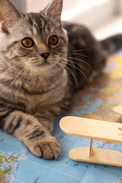 Gatto che guarda lontano e seduto su una mappa