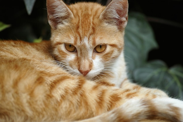 Gatto che osserva sopra la sua gamba