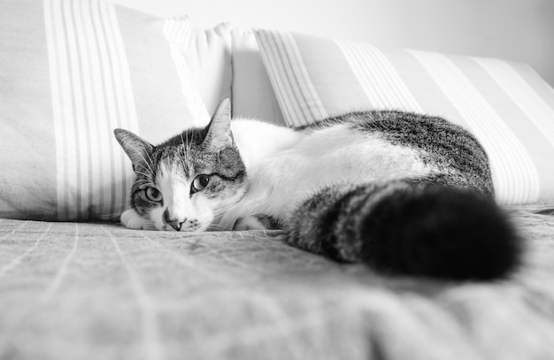 Gatto che pone sul sofà che esamina la macchina fotografica in bianco e nero