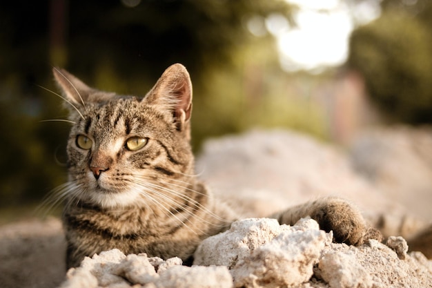 Gatto con gli occhi verdi