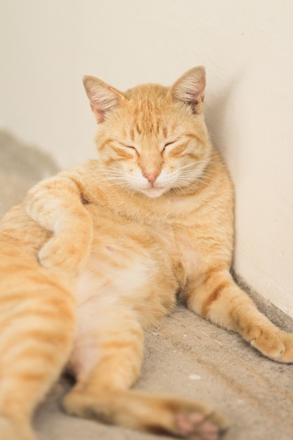 Gatto con una pelliccia a strisce marrone chiaro davanti a un muro bianco