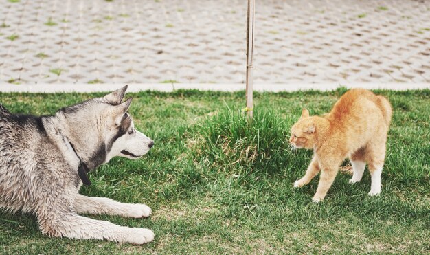 Gatto contro un cane, un incontro inaspettato all'aria aperta