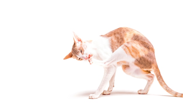 Gatto della Cornovaglia del rex che lecca la sua zampa su fondo bianco