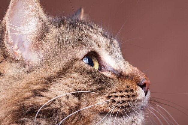 Gatto di razza Maine Coon che guarda lontano dalla fotocamera nella foto in studio su sfondo marrone