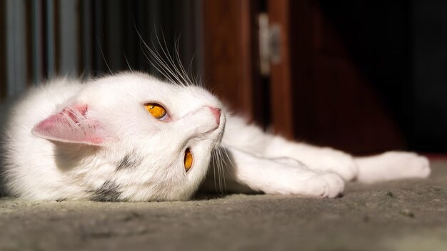 Gatto domestico bianco che guarda direttamente la macchina fotografica con la posa degli occhi gialli verdastri