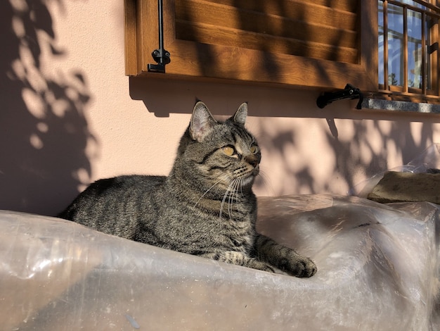 Gatto domestico grigio a pelo corto seduto su una roccia a Crema, Italia