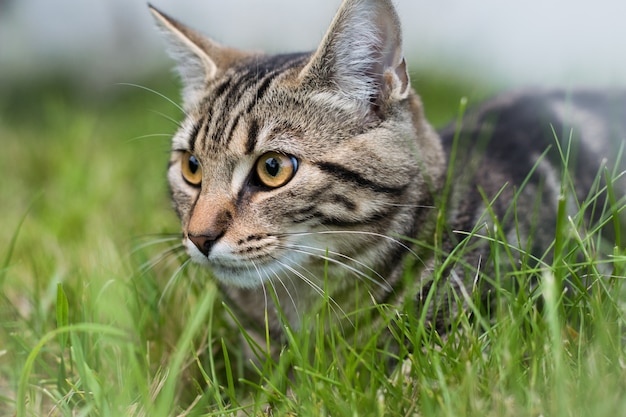 Gatto domestico grigio che si siede sull'erba con uno sfondo sfocato