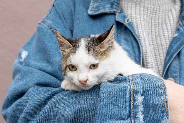 Gatto domestico sveglio del primo piano che si siede nelle armi del proprietario