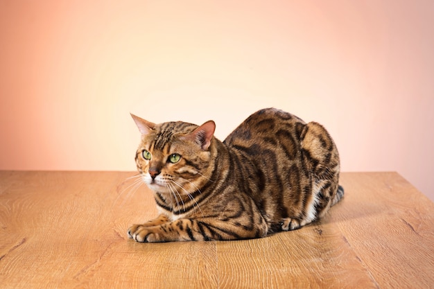 Gatto dorato del Bengala su marrone