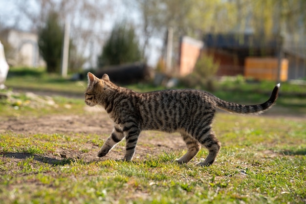 Gatto grigio addomesticato che gioca su un prato erboso in una bella giornata