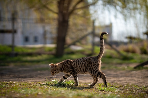 Gatto grigio addomesticato in roaming nel cortile in una bella giornata