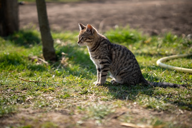 Gatto grigio addomesticato seduto su un prato erboso in una bella giornata