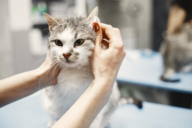 Gatto grigio bianco sul divano. Donna che accarezza un gatto. Gatto birichino.