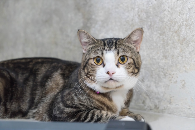 Foto gratuito gatto grigio carino
