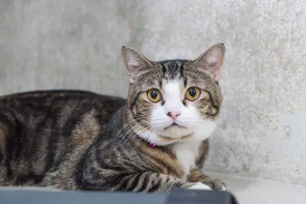 Gatto grigio carino