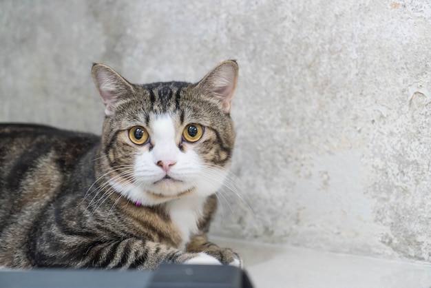 Gatto grigio carino