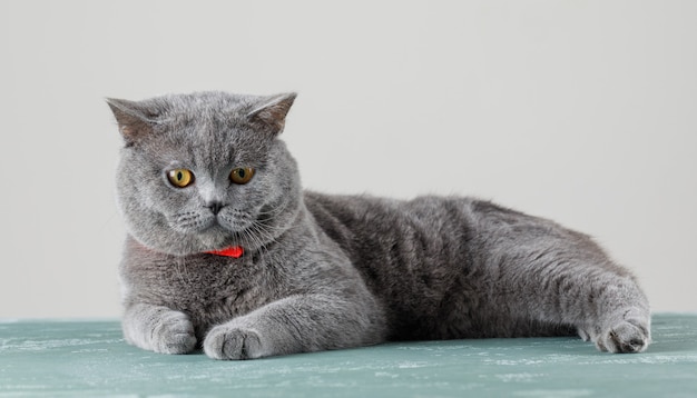 Gatto grigio rilassante