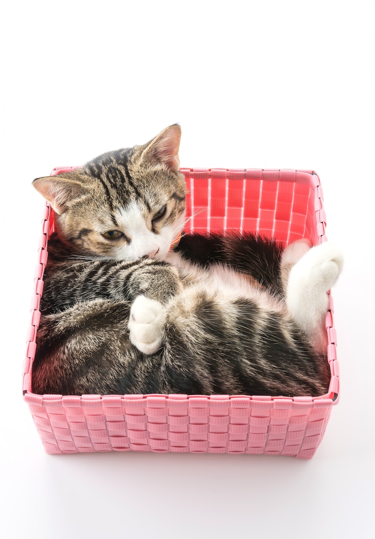 Foto gratuito gatto in cesto