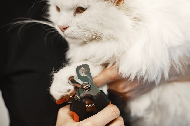 Gatto lanuginoso bianco. Veterinario con i gatti. Animali sul divano.