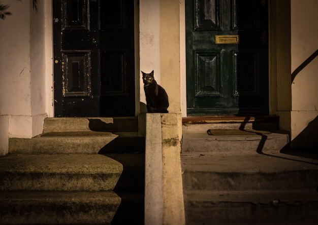 Gatto nero in strada