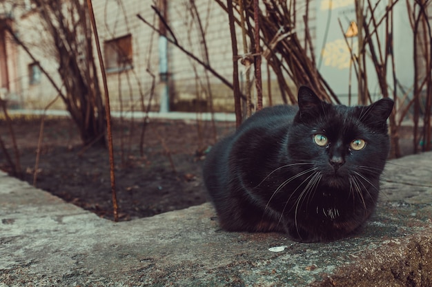 Gatto nero seduto all'aperto accanto a un edificio e alberi