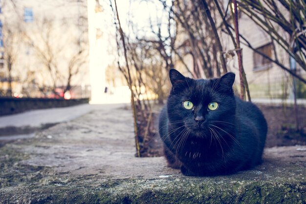 Gatto nero seduto all'aperto accanto a un edificio e alberi