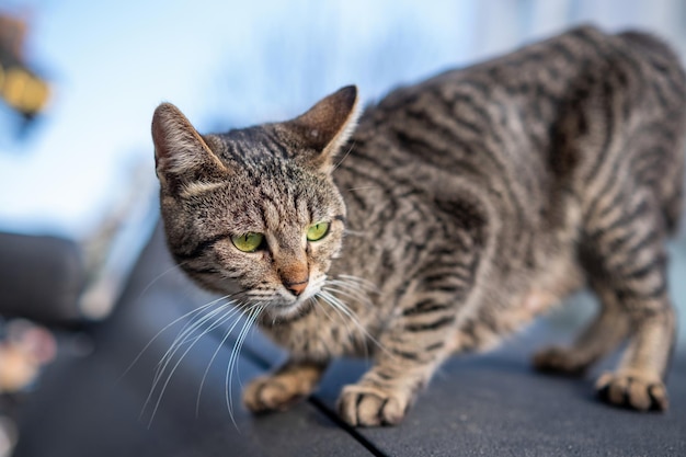 Gatto randagio turco locale che si allunga sull'auto nera