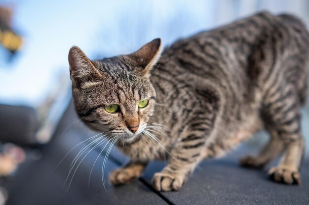 Gatto randagio turco locale che si allunga sull'auto nera