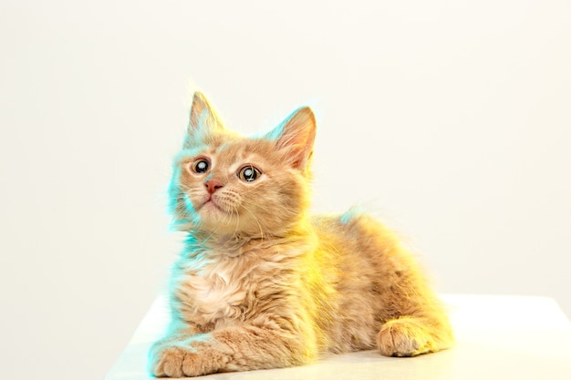 gatto rosso o bianco su sfondo bianco studio