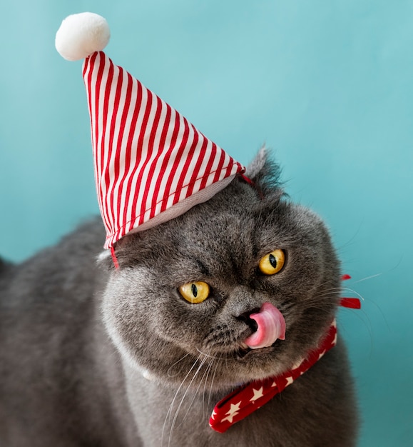 Gatto Scottish Fold indossa un fiocco rosso festeggia il Natale