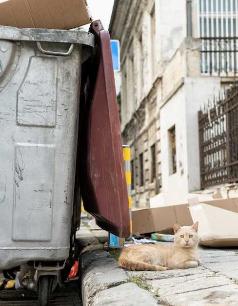 Gatto seduto accanto al bidone della spazzatura all'aperto