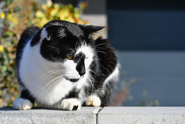 Gatto seduto sul muro L'animale riposa al sole sfondo sfocato naturale