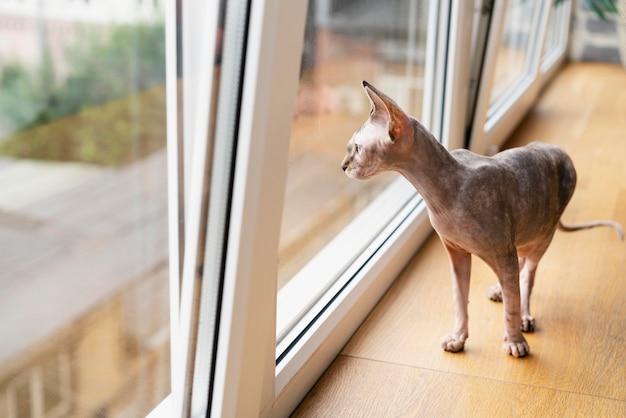 Gatto senza pelo che guarda fuori dalla finestra