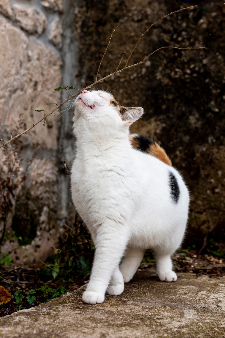 Foto gratuito gatto sveglio che esplora all'aperto