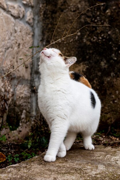 Gatto sveglio che esplora all'aperto